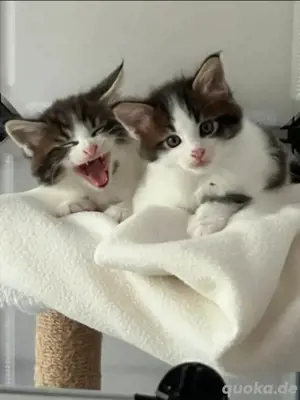 Äußert seltene Main Coon Kater : 3 farbig
