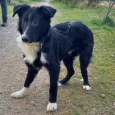 Border Collie Mix Junghund Rüde "Benno"