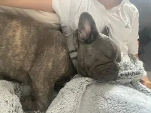 Junge Französische Bulldogge 
