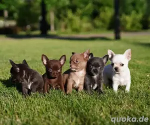 Chihuahua mini welpen