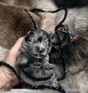 Wunderschöne reinrassige Pomeranianwelpen 