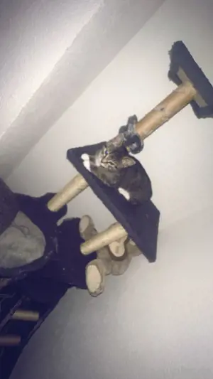 baby katzen  Bild 3
