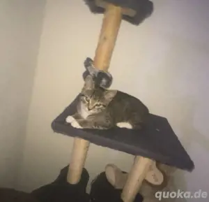 baby katzen 