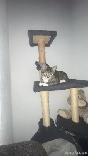 baby katzen  Bild 5