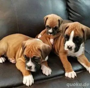 Boxer Welpen