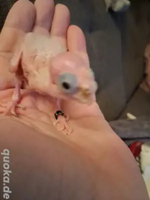 SUCHE Nymphensittichbaby