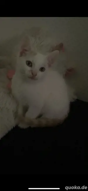 babykater  