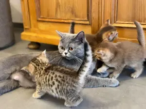 Pablo Britisch Kurzhaar Kitten Bild 6