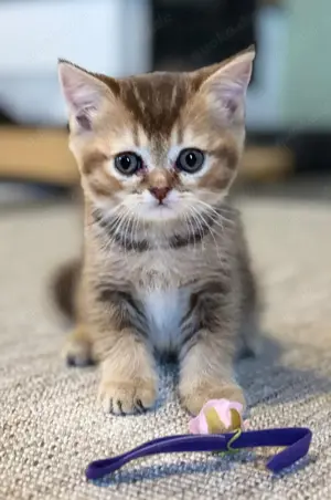 Rosalie Britisch Kurzhaar Kitten vom Weihungstal Bild 5