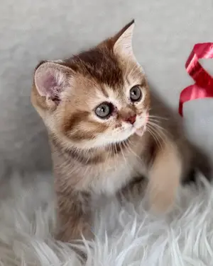 Rosalie Britisch Kurzhaar Kitten vom Weihungstal Bild 4