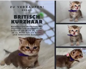 Rosalie Britisch Kurzhaar Kitten vom Weihungstal Bild 6