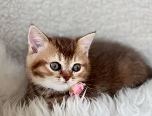 Rosalie Britisch Kurzhaar Kitten vom Weihungstal Bild 2