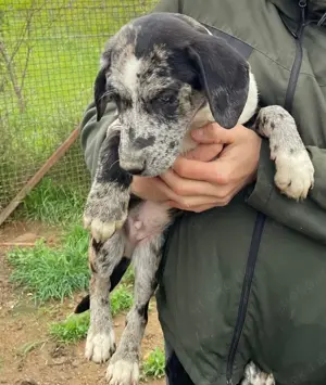 Merlin, z.Zt. in Ungarn, ist ein typischer Junghund