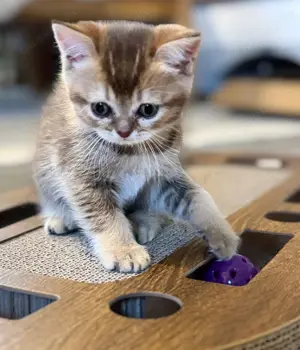 Rosalie Britisch Kurzhaar Kitten vom Weihungstal Bild 7