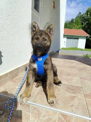 Kleiner Schäferhund Welpenmischling Krümel sucht seine Familie