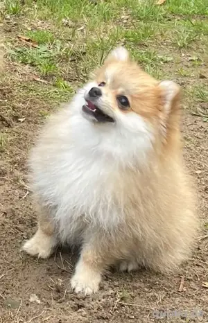 Pomeranian Zwergspitzhündin Welpe  Bild 2