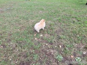 Pomeranian Zwergspitzhündin Welpe  Bild 3