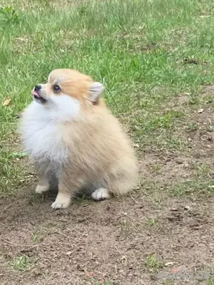 Pomeranian Zwergspitzhündin Welpe 