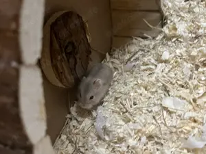 Dsungarische Hamsterbabys
