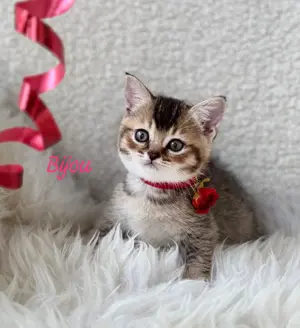 Bijou British Kurzhaar Kitten