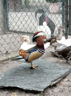 Junge Mandarinenten zu verkaufen  Bild 2