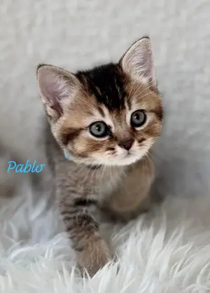 Pablo Britisch Kurzhaar Kitten