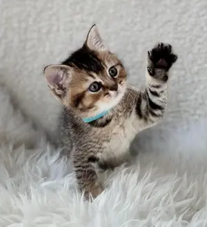Pablo Britisch Kurzhaar Kitten Bild 4