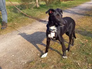 Border Collie - Windhund Mix Junghündin "Irma" sucht ein Zuhause Bild 6