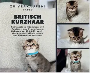 Pablo Britisch Kurzhaar Kitten Bild 5