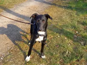 Border Collie - Windhund Mix Junghündin "Irma" sucht ein Zuhause Bild 8