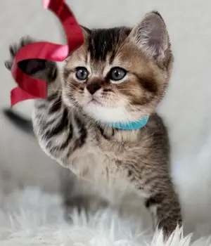 Pablo Britisch Kurzhaar Kitten Bild 2