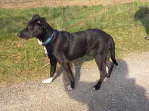 Border Collie - Windhund Mix Junghündin "Irma" sucht ein Zuhause Bild 5
