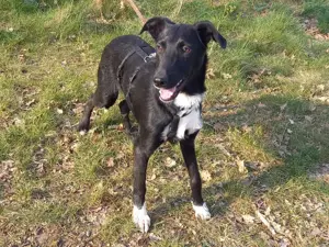 Border Collie - Windhund Mix Junghündin "Irma" sucht ein Zuhause Bild 3