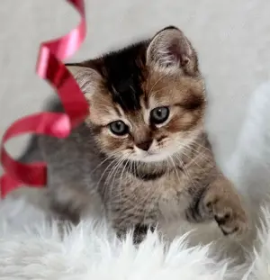 Pablo Britisch Kurzhaar Kitten Bild 3