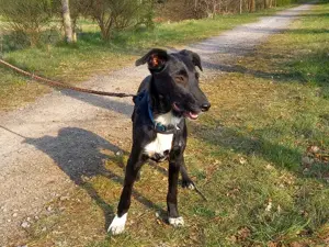 Border Collie - Windhund Mix Junghündin "Irma" sucht ein Zuhause Bild 7