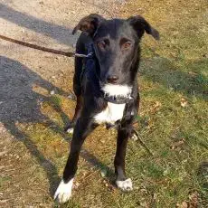 Border Collie - Windhund Mix Junghündin "Irma" sucht ein Zuhause Bild 2