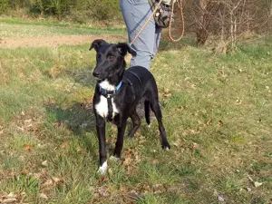 Border Collie - Windhund Mix Junghündin "Irma" sucht ein Zuhause Bild 4