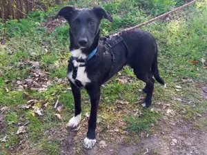 Border Collie - Windhund Mix Junghündin "Irma" sucht ein Zuhause