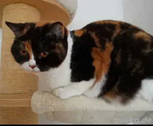 Aika Britisch Kurzhaar Katze BKH mit Stammbaum 