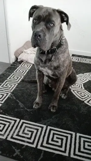 Cane cordo rüde 1 Jahr 