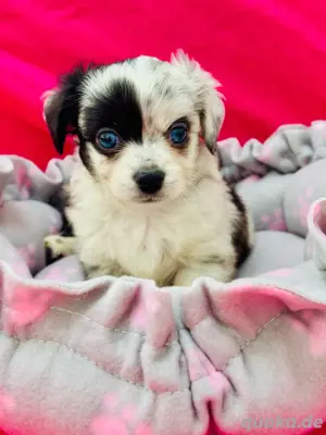 Pomchi Welpen