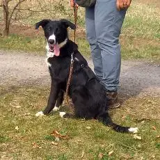Border Collie - Windhund Mix Junghündin "Helga" sucht ein Zuhause