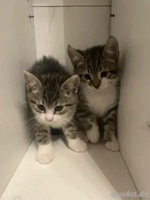 Britisch kurzhaar mix kitten