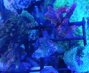 Korallen Meerwasser SPS LPS Anemonen