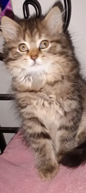 Perser Katze Weibchen sucht neues Zuhause 