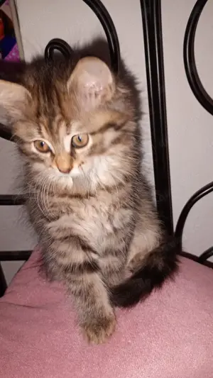 Perser Katze Weibchen sucht neues Zuhause  Bild 4
