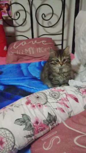 Perser Katze Weibchen sucht neues Zuhause  Bild 3