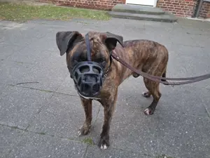 Schäferhund mischlingsrüde