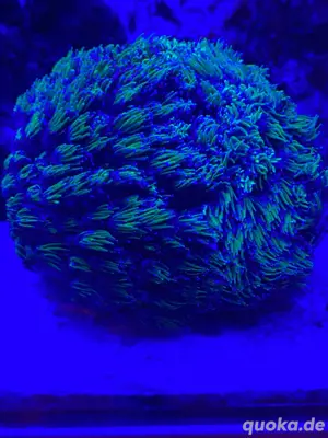 Koralle zu verkaufen 