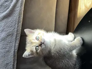 Bkh kitten britisch Kurzhaar 